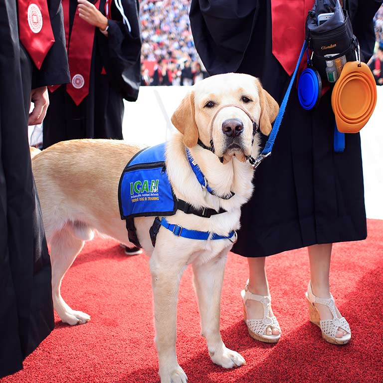 Assistance dog with harness stands next to a graduate on Commencement red carpet